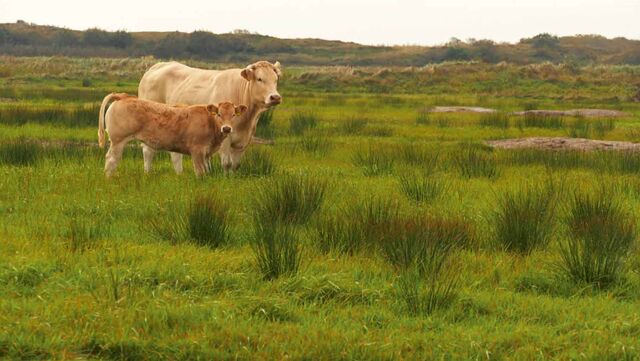 Wandelroutecontroleur: Natuur rond Callantsoog