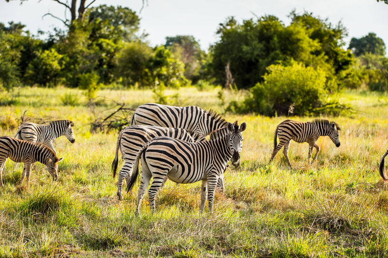 Groepsreis Afrika | De Beste Groepsreizen In Afrika » ANWB