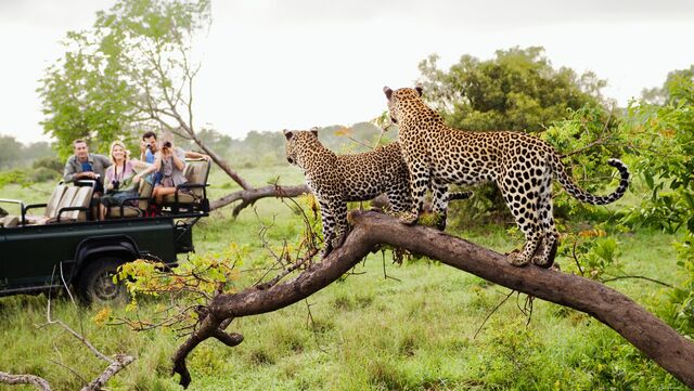 safari zuid afrika anwb