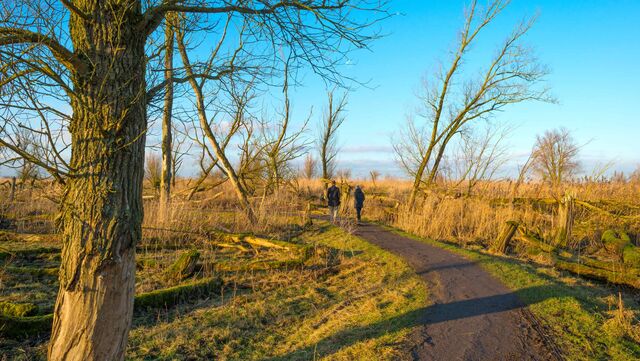 Wandelen in de Oostvaardersplassen