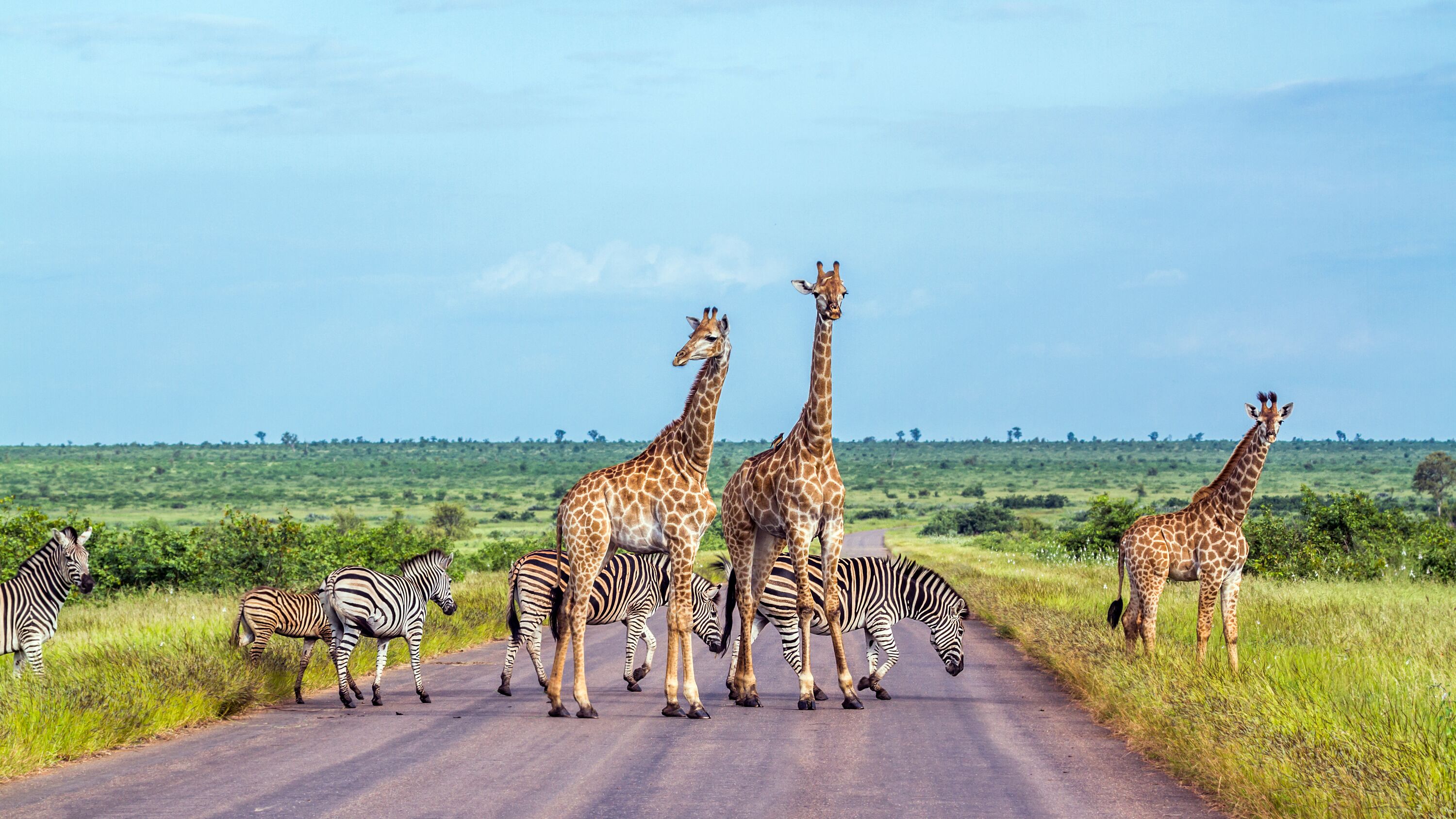 safari zuid afrika anwb