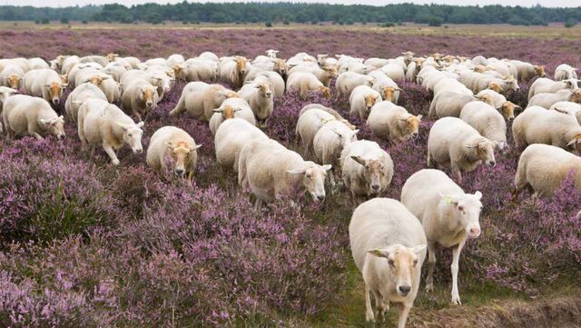 Wandelroutecontroleur: Rollende heuvels