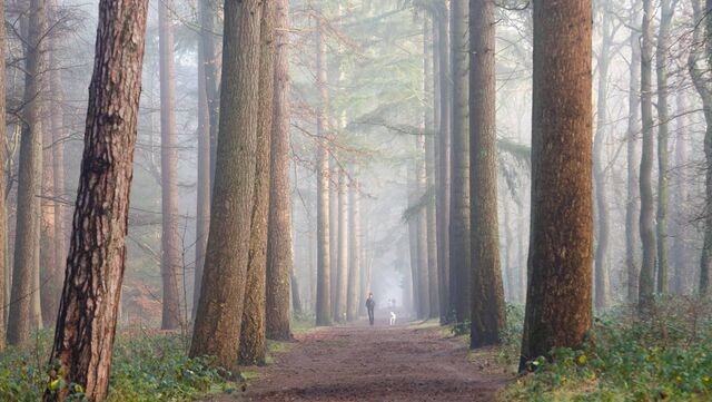 Wandelroutecontroleur: Scharrelen op de Heuvelrug