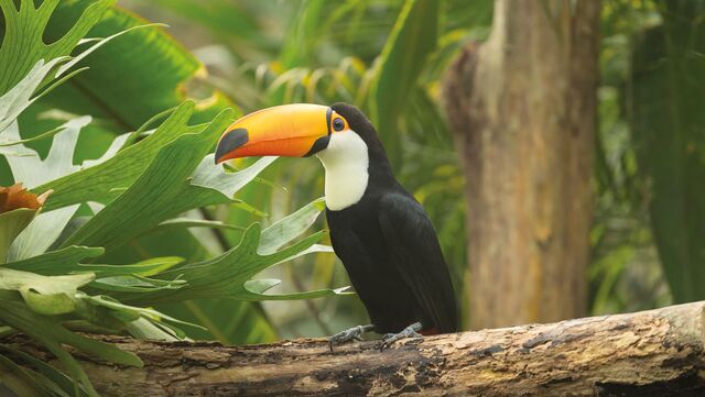 Pantropica tickets | € 2,- korting