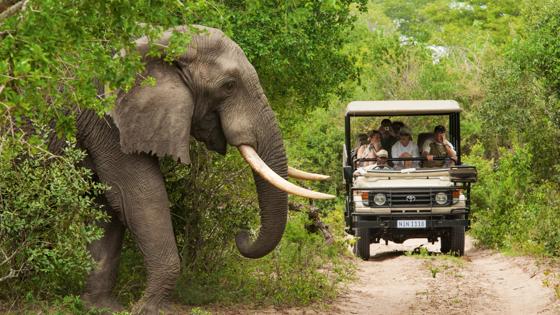 zuid-afrika_mpumalanga_kruger-national-park_olifant_gamedrive_dier_groep_auto_v