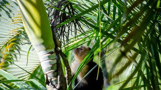 fox-costa rica-Manuel Antonio Nationaal Park