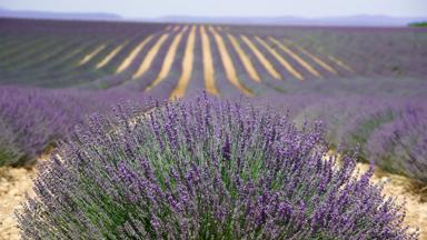 Frankrijk-Provence-Low-Carbon-Travels-sfeer-Provence (7)