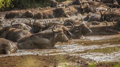 zuid-afrika_kwazulu-natal_hluhluwe_buffel_b