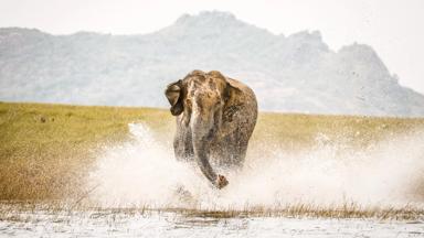 sri lanka_maduru oya national park_dieren_olifant_1_shutterstock_b