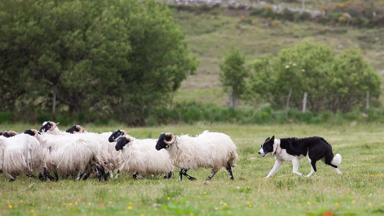 ierland_county_mayo_louisburg_glen_keen_farm_schapen_tourism_ireland