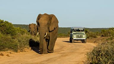 zuid-afrika_oost-kaap_addo-elephant-park_olifant_auto_shutterstock_1015352017