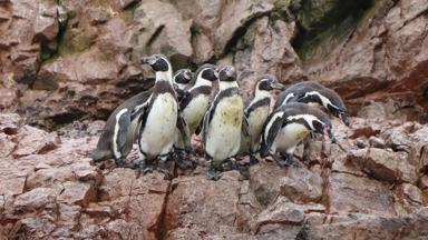 peru_islas ballestas_pinguins_w