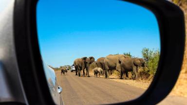 zuid-afrika_mpumalanga_kruger-national-park_olifanten_GettyImages-1406324318