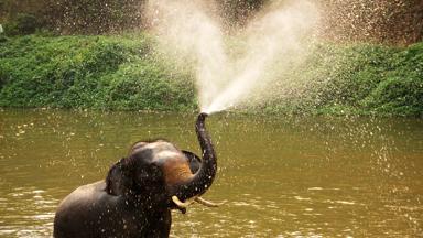 thailand_algemeen_olifant_water_b