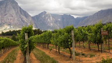 zuid-afrika_stellenbosch_wijnroute_wijngaard_gebergte