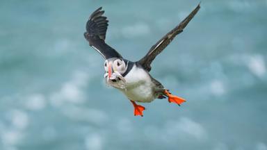 IJsland, puffin - GettyImages-1587666114
