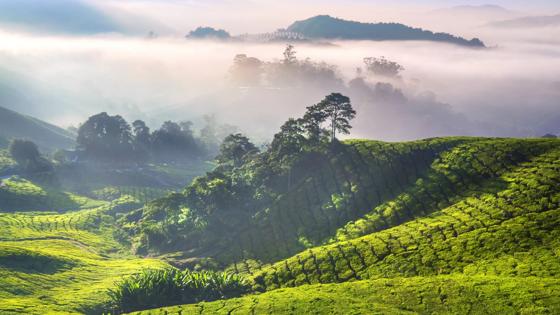 maleisie_cameron-highlands_theeplantage_boh_wolken_b.jpg