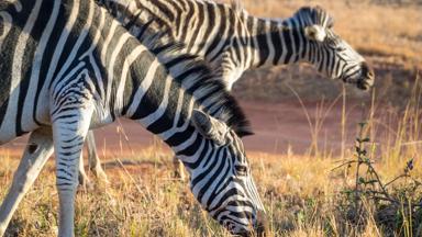 swaziland_mlilwane-wildlife-sanctuary_zebra-gras_shutterstock