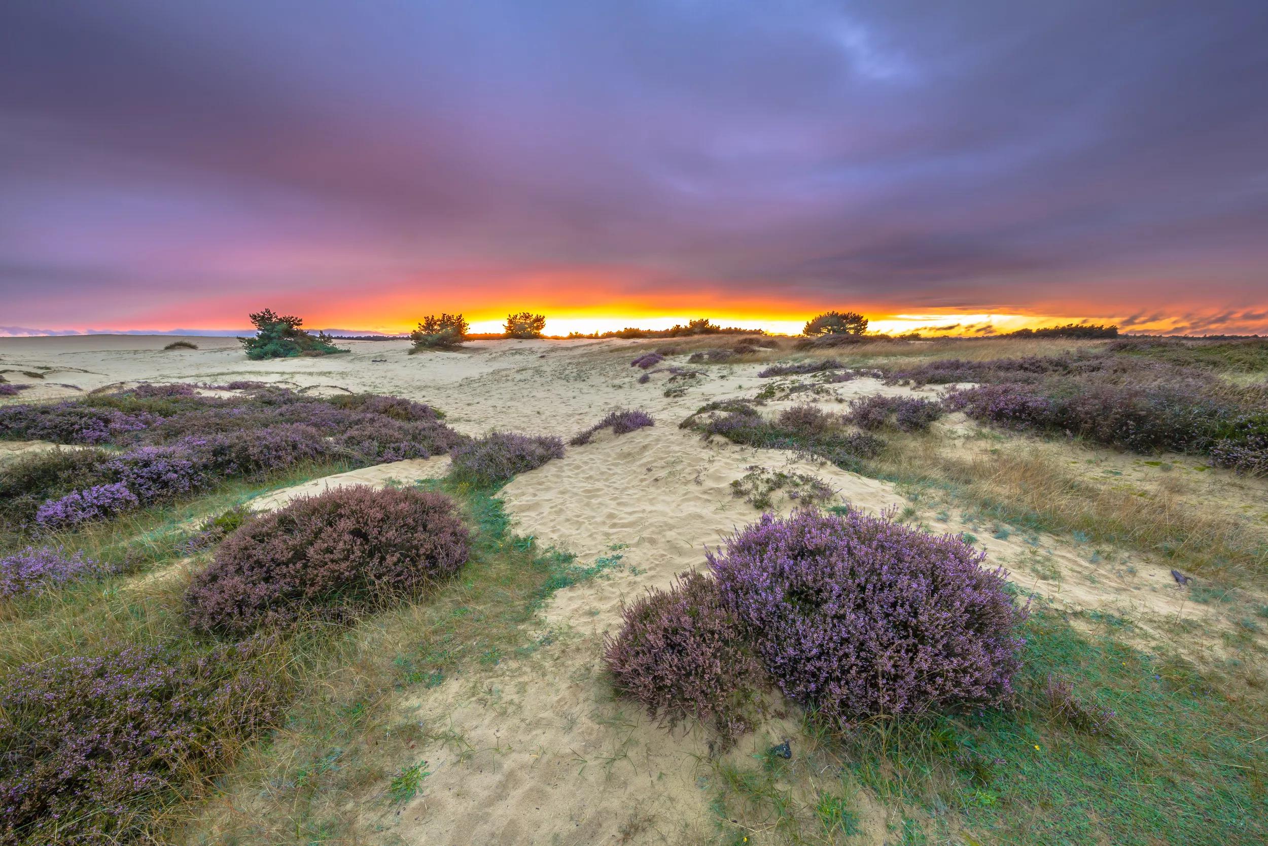 5-daagse fietsrondreis Veluwe Klavertje Vier - Bilderberghotels