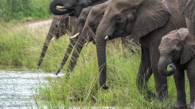 Fox_zuid-afrika_kwazulu-natal_hwuhwuhle_olifant_drinken_waterpoel_janneke-kaim-naturescanner