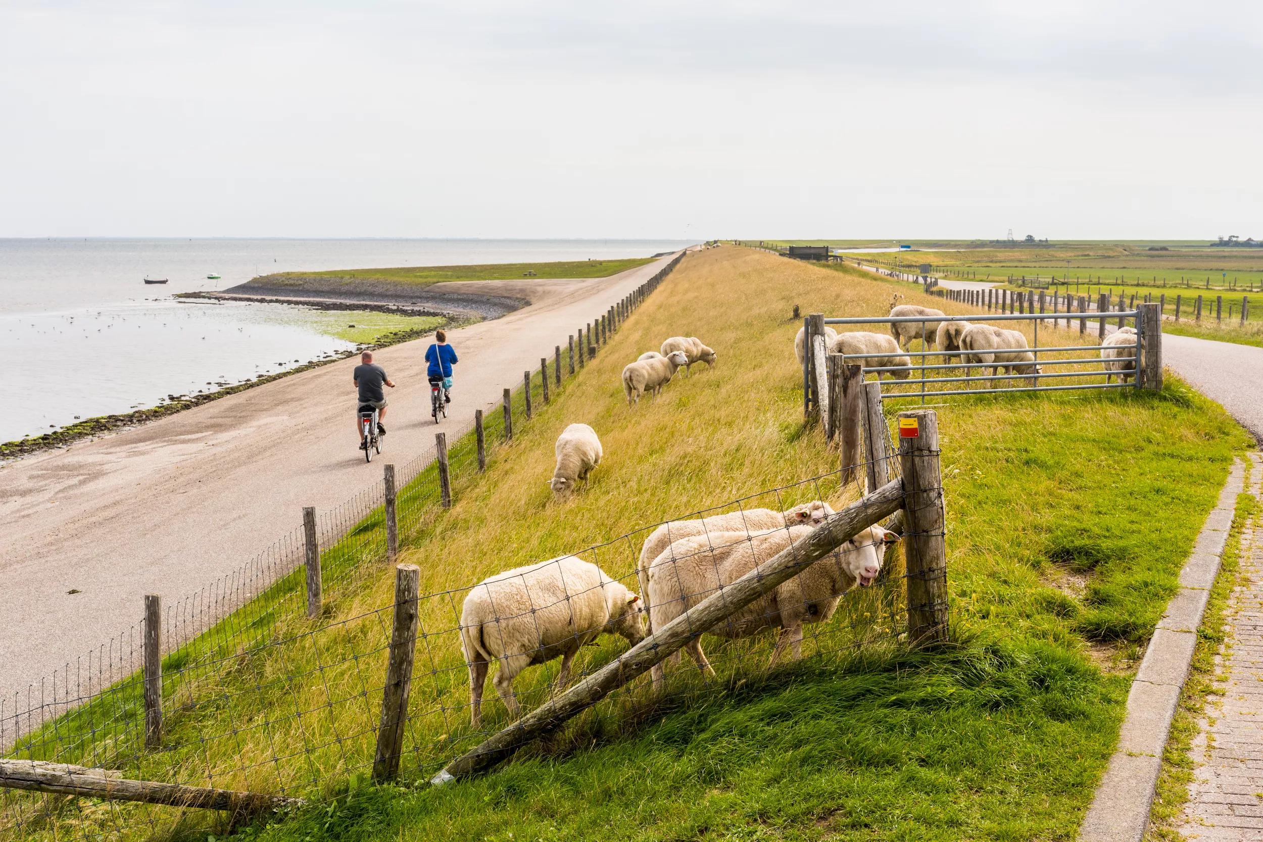 Waddeneilanden