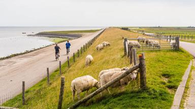 Waddeneilanden