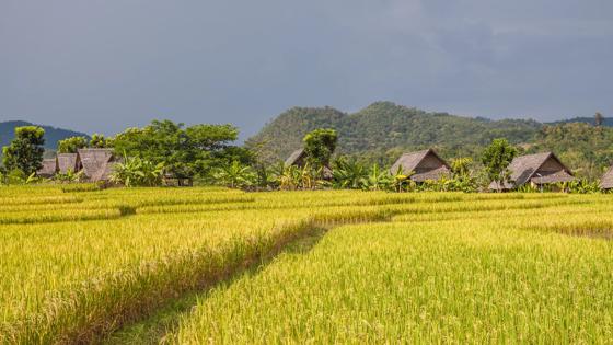 thailand_pai_rijstvelden_uitzicht_boerenleven_b.jpg
