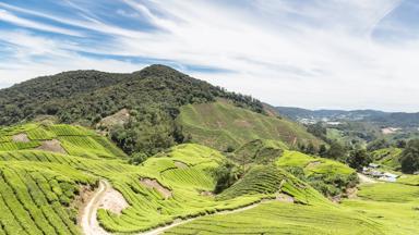 maleisie_west-maleisie_cameron-highlands_boh_uitzicht_landschap_theeplantage_thee_b