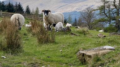 Fox_Schotland_Aberfeldy_blackface schaap1