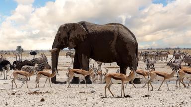 namibie_etosha_olifant_14_b.jpg