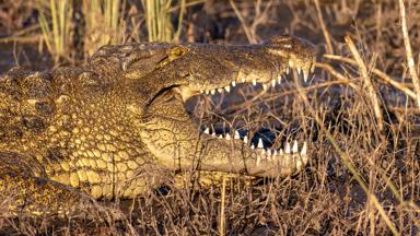 botswana_chobe-nationaal-park_krokodil_w