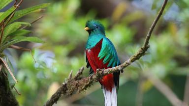 costa-rica_monteverde_vogel_quetzal_w