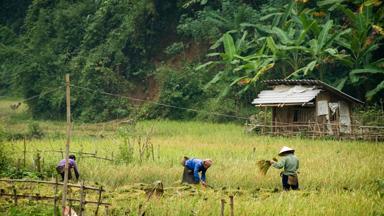 vietnam_mai-chau_rijstveld_vallei_locals_rijst-oogsten_a.jpg