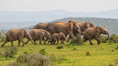 zuid-afrika_addo-elephant-nationaal-park_the-big-seven_tuinroute_olifanten_bergen_shutterstock