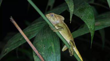 algemeen_costa rica_night walk_avondwandeling_nacht_dier_s