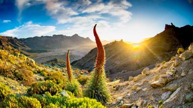 spanje_tenerife_plant_tajinastes_uitzicht_zon_GettyImages-1169317532