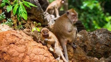 thailand_zuid-thailand_surat-thani_khao-sok-nationaal-park_apen_b.jpg