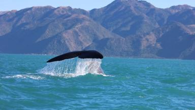 nieuw-zeeland_zuidereiland_kaikoura_walvisstaart_zee_bergen