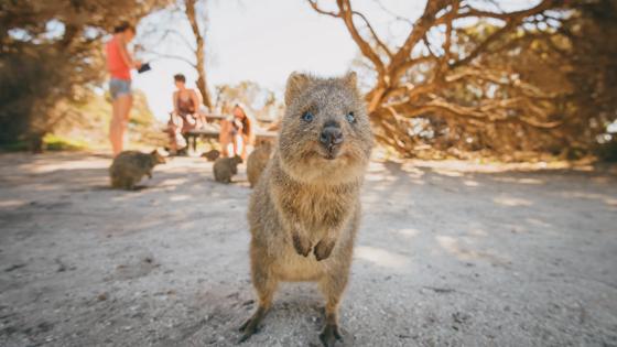 Rottnest Island 4