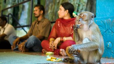 maleisie_west-maleisie_kuala-lumpur_batu-caves_makaak_aap_locals_b
