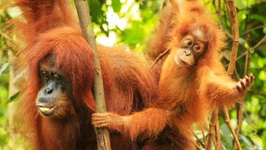 indonesie_sumatra_nationaal-park-gunung-leuser_sumatraanse-orang-oetans_shutterstock-1039908763