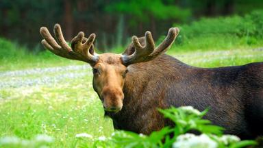 canada_algemeen_dieren_natuur_moose_eland_elk_b_brochure2020