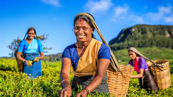 Sri Lanka, Nuwara Eliya, theeveld - GettyImages-521300440