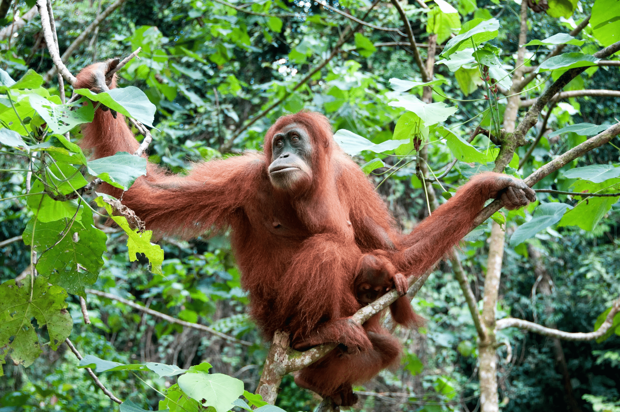 22-daagse groepsrondreis Sumatra - Java - Bali