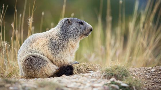 frankrijk_alpen_marmot_knaagdier_getty-1281322300