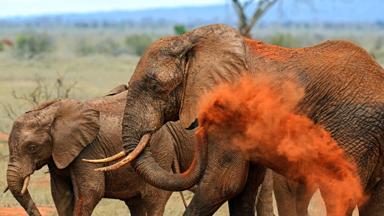 kenia_tsavo-national-park_rode-aarde_olifant_2_adobestock