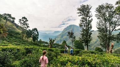sri-lanka_algemeen_familiereis-sri-lanka_bergen_thee-plantages_vader-en-kids_shutterstock