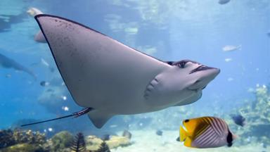 australie_queensland_great-barrier-reef_snorkelen_duiken_rog_vis_koraal_b.jpg