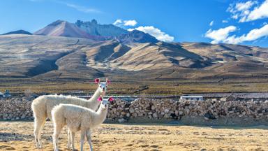 bolivia_uyuni_altiplano_landschap_lamas1_b
