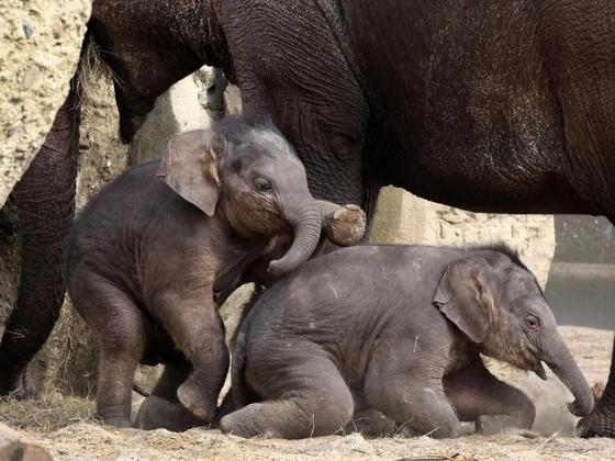 Impressie van ARTIS-Park